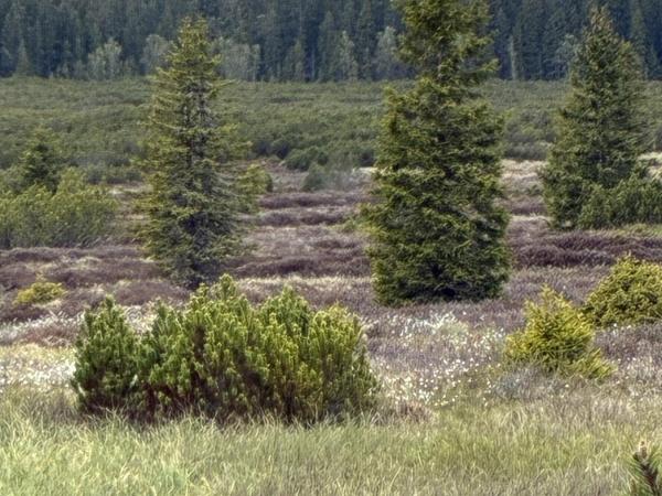 Velké putování Národním parkem Šumava za vlky, jeleny a rysy
