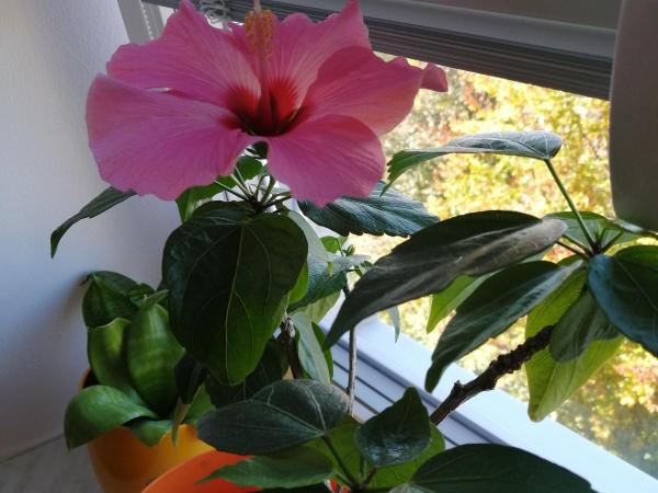 Další přírůstek :-)