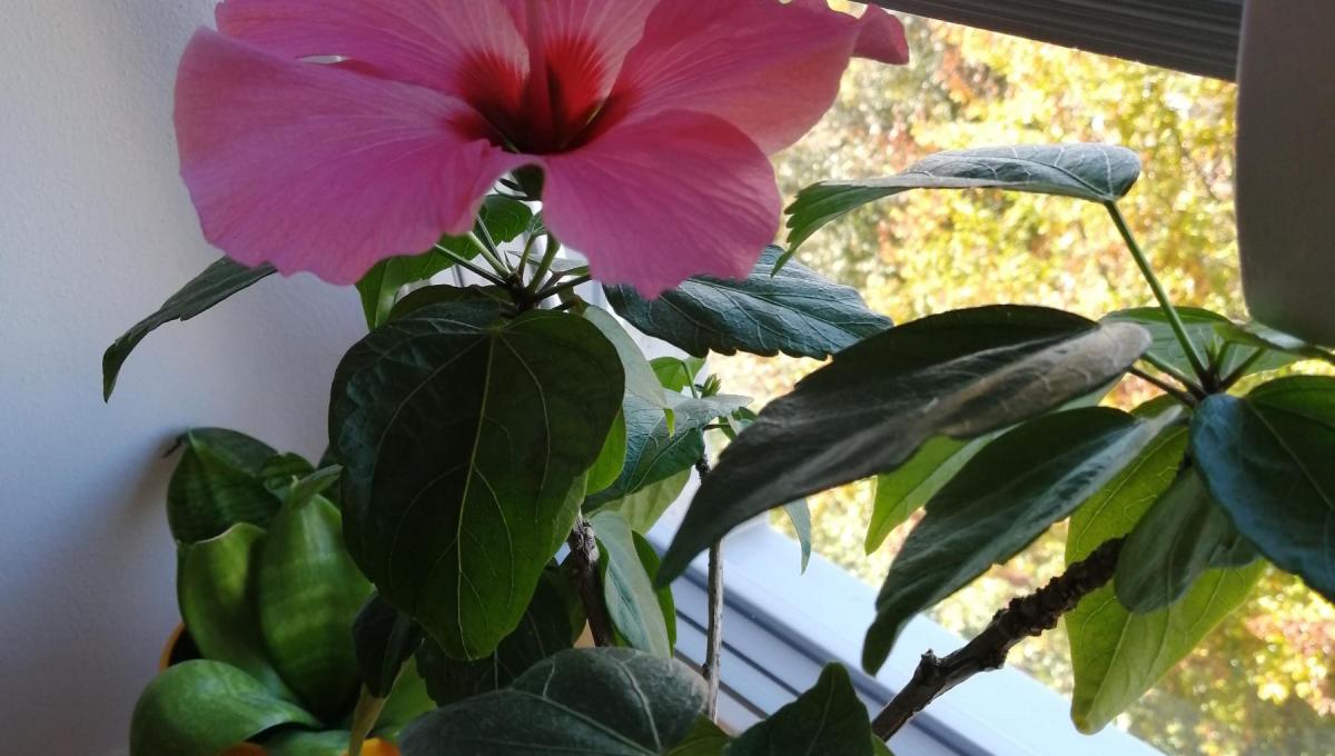 Další přírůstek :-)