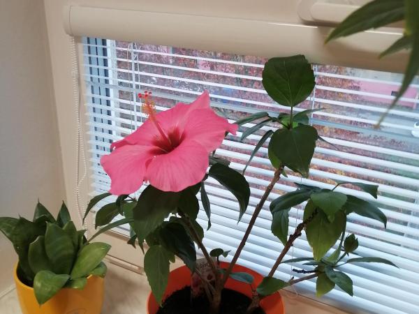 Další přírůstek v naší třídní flóře:-)