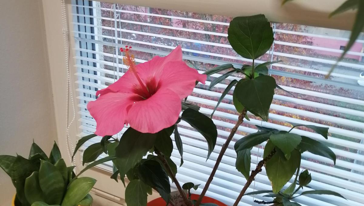 Další přírůstek v naší třídní flóře:-)