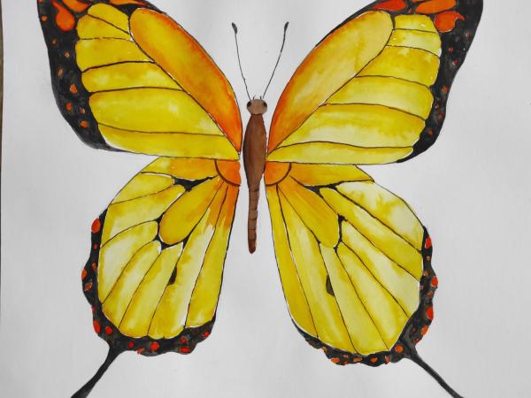 Portofolio na téma "Křehká krása křídel"