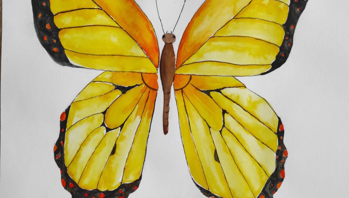 Portofolio na téma "Křehká krása křídel"