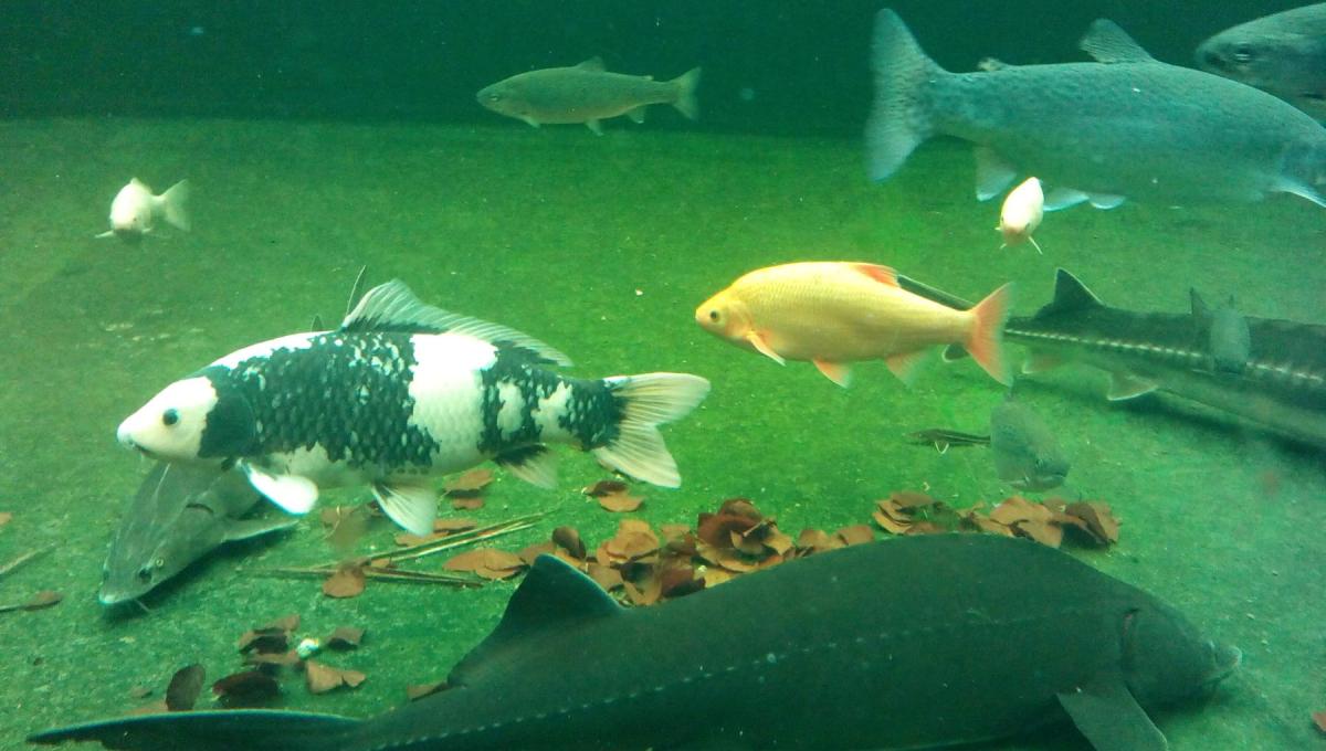 Rybářská olympiáda