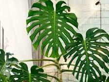 Okresní kolo BIOLOGICKÉ olympiády, kategorie C