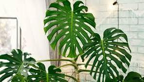 Okresní kolo BIOLOGICKÉ olympiády, kategorie C