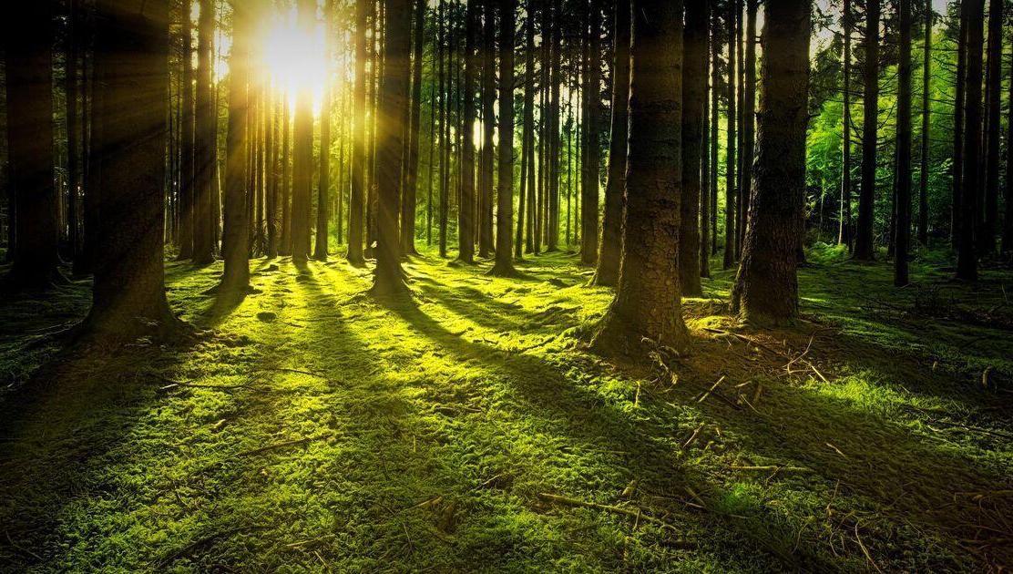 BIOLOGICKÁ OLYMPIÁDA – kategorie D