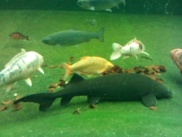 Rybářská olympiáda - školní kolo