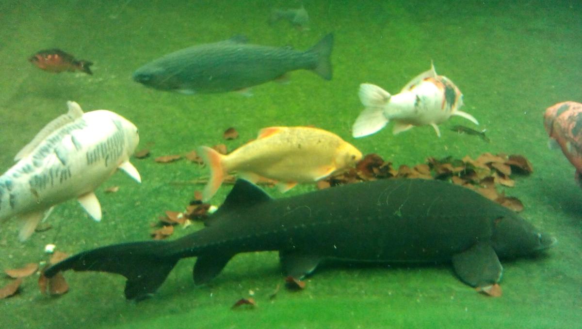 Rybářská olympiáda - školní kolo