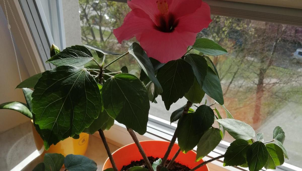 Nový třídní přírůstek :-)