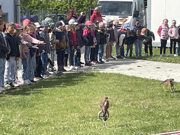Dravci
