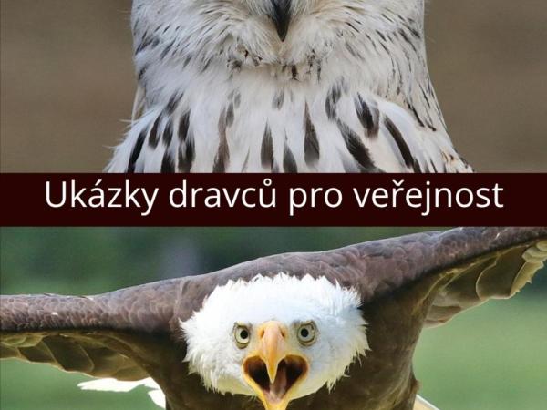 Zayferus - ukázka dravců