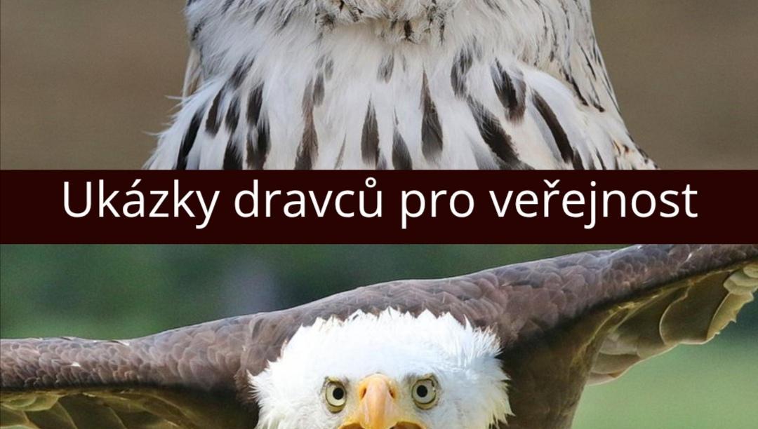 Zayferus - ukázka dravců