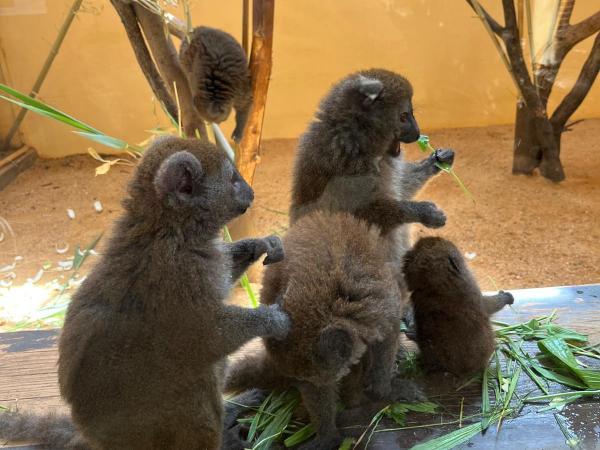 Exkurze do Zoo Plzeň
