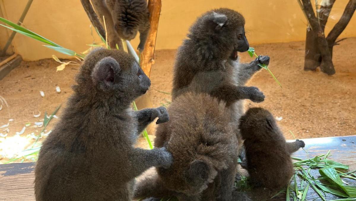 Exkurze do Zoo Plzeň